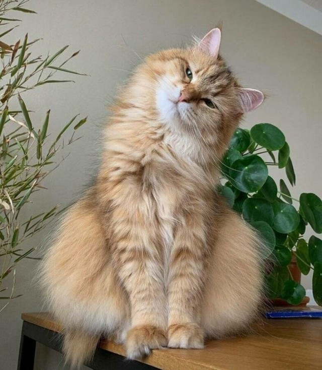 Если кот Дизель спит, Значит кот Дизель сыт