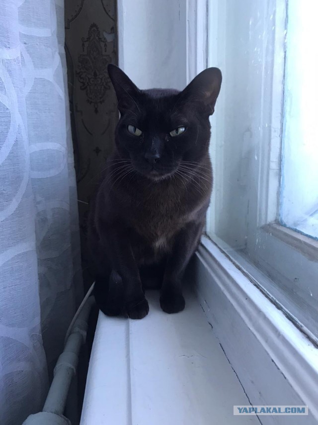 Жизнь домашнего приюта "Котоленд" 262
