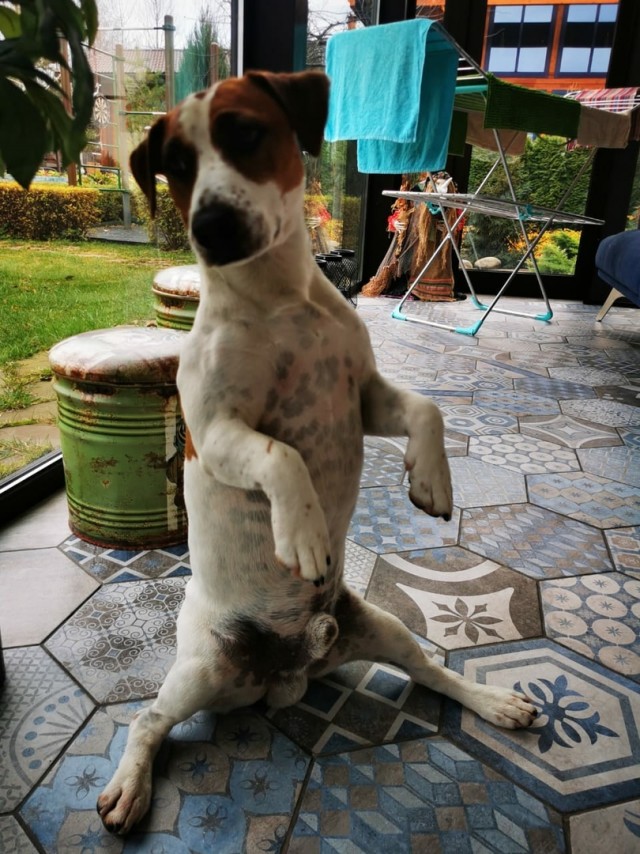 SASHAAIST: «Ищу человека», или как я съел собаку