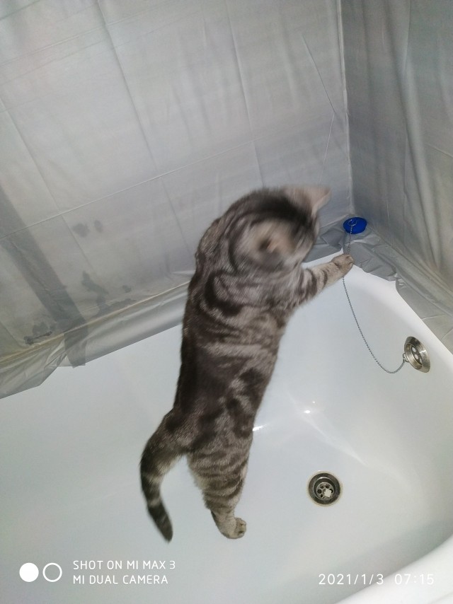 Котовторник. Мои котейки