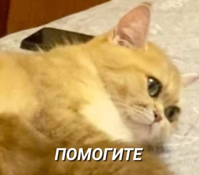 Подборка забавной живности