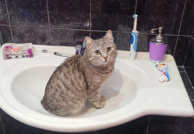 Котовторник!