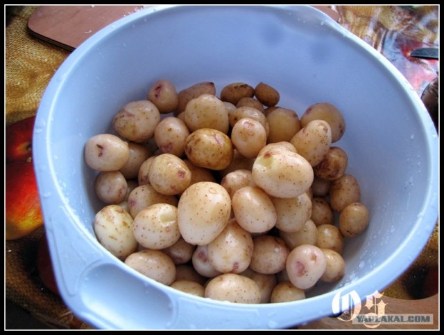 Фантазии с Корейкой под сыром "Горгонзолла"