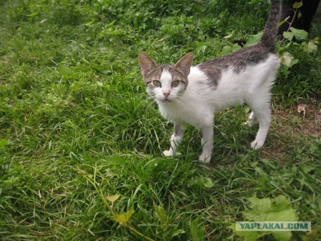 Жизнь домашнего приюта для котеек 352