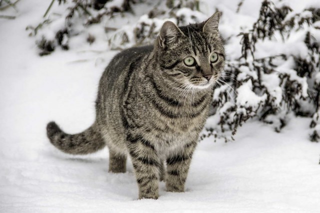 Разные котики
