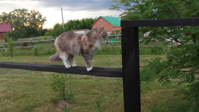 Котовторник 14.09.2021