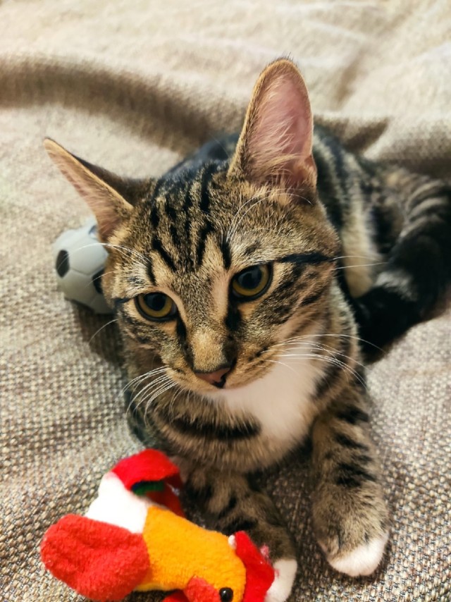 Котовторник