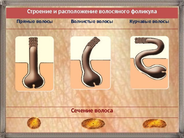 Девы с кудрями