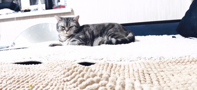 Котовторник. Февраль