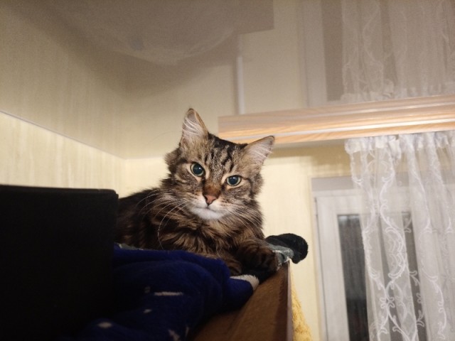 Котовторник. Картинки и буквы 08.02.22