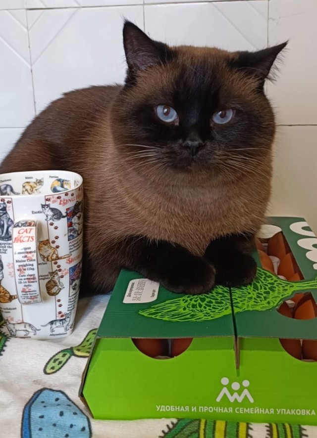 Котовторник вроде.