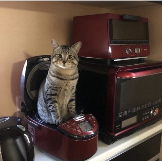 А это мой котан к котовторнику