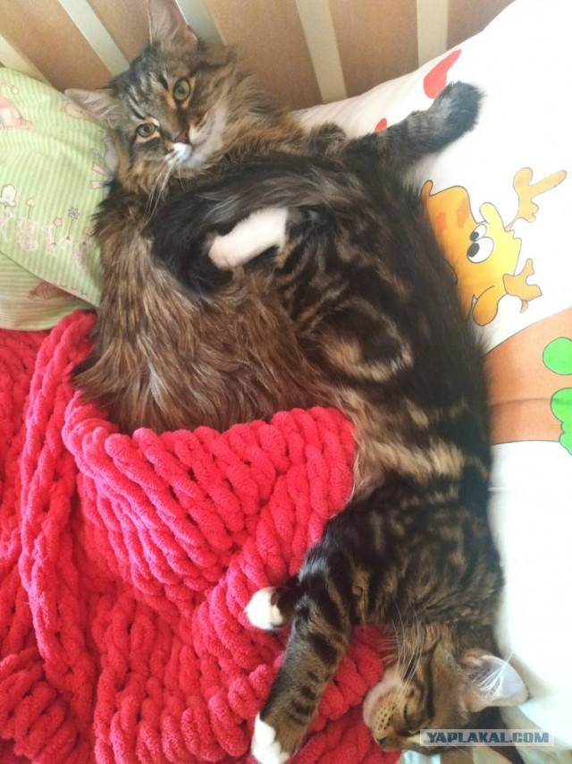 Котовторник ведь начался!