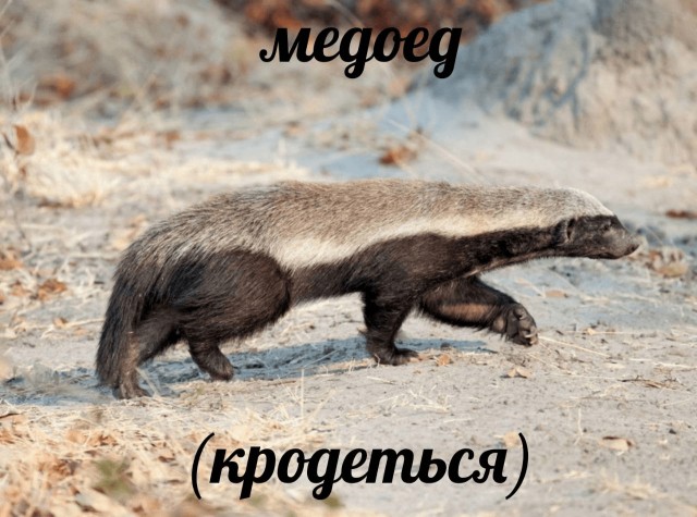 Родиться медоедом - это: