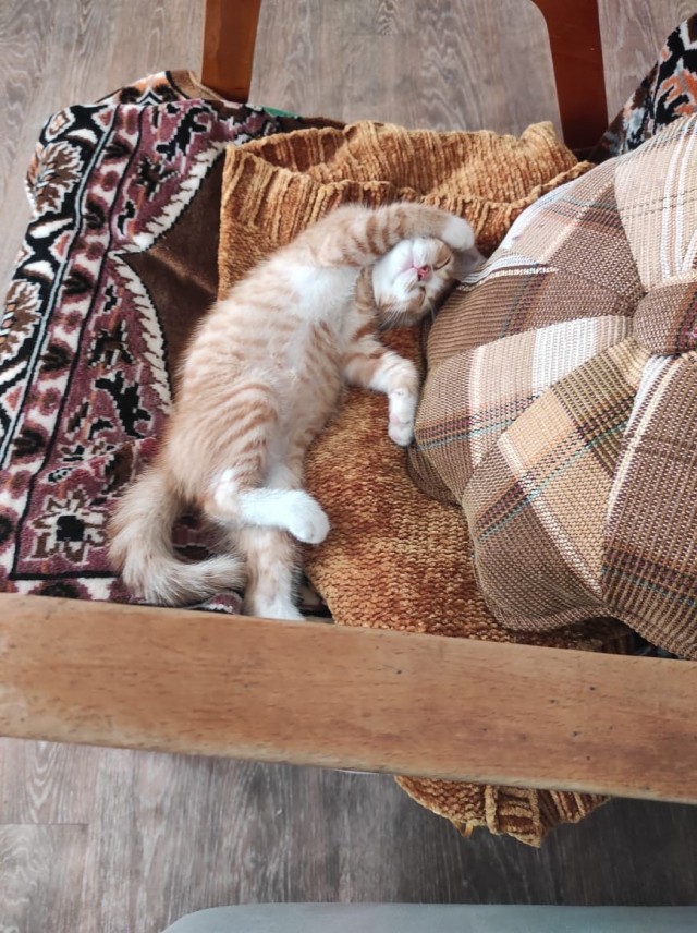К котовторнику