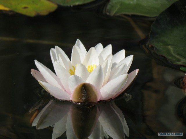 Южный берег Крыма