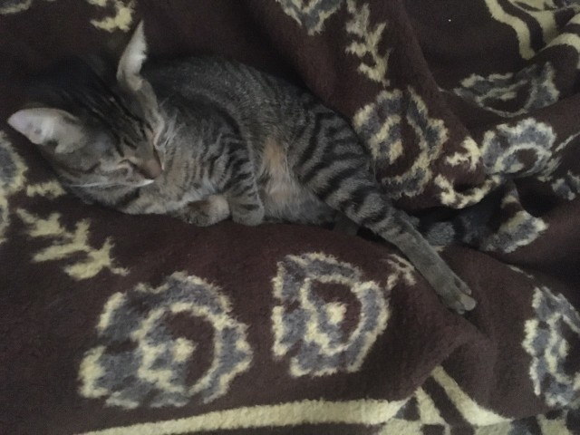 С Котовторником вас! Зовут Чеса!
