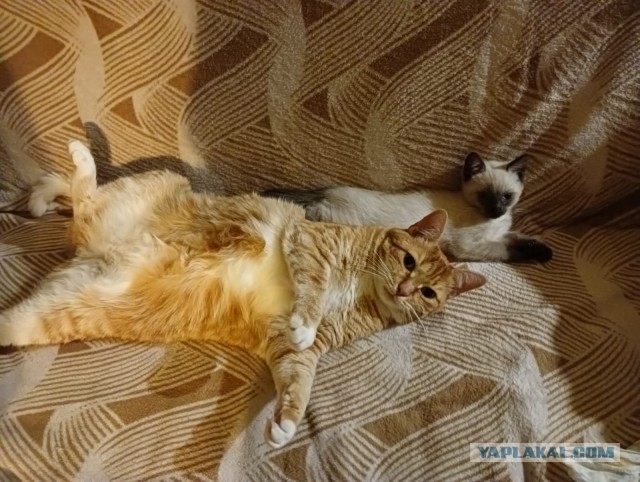 Котовторник от Jus`а или просто Кекс