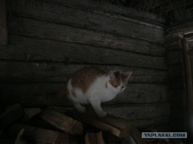 Жизнь домашнего приюта для котеек 428
