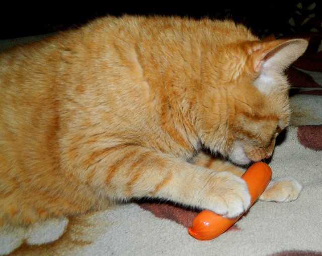 К вопросу о котах