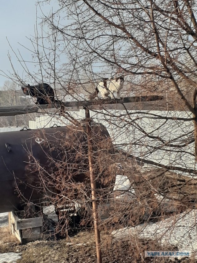 Котовторник. Было - стало