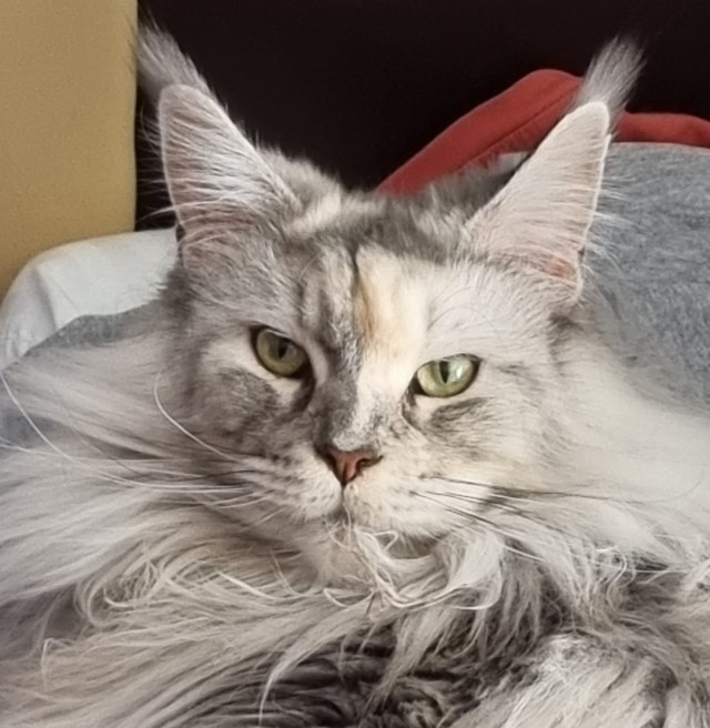 Коток.