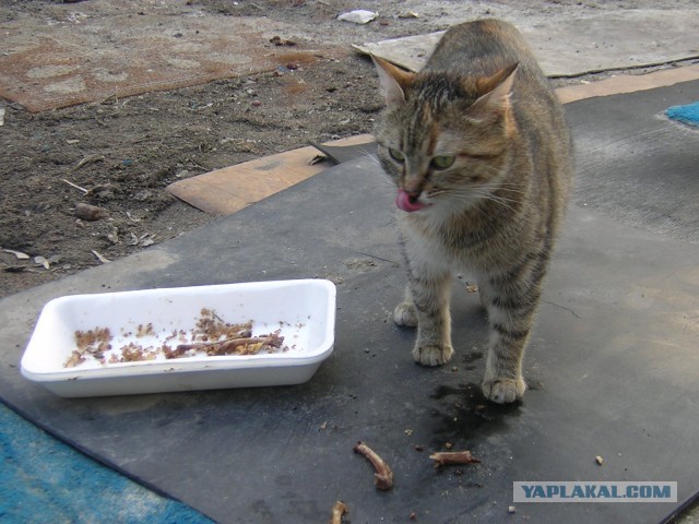 Котовторник 09.04.2013