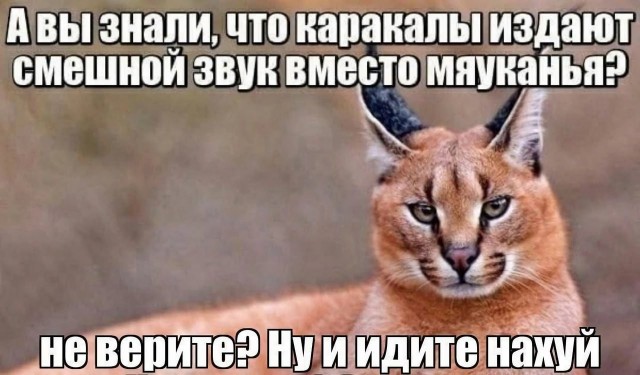 Чернила-6