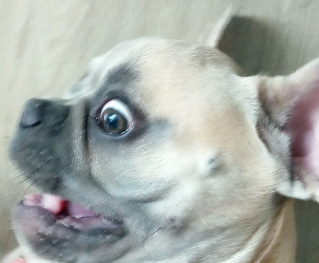 Comedy Pet Photo Awards 2020