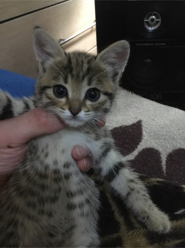 С котовторником ЯПовцы