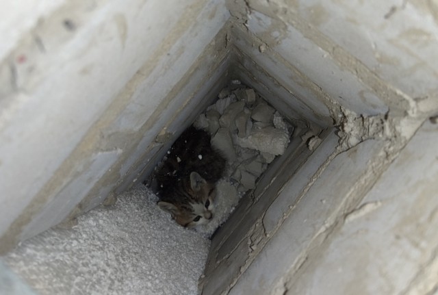 Храни тебя кошачий бог!