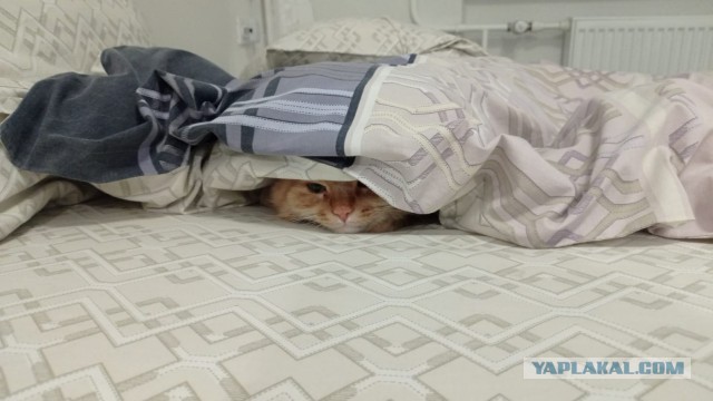Котовторник уже пришёл?