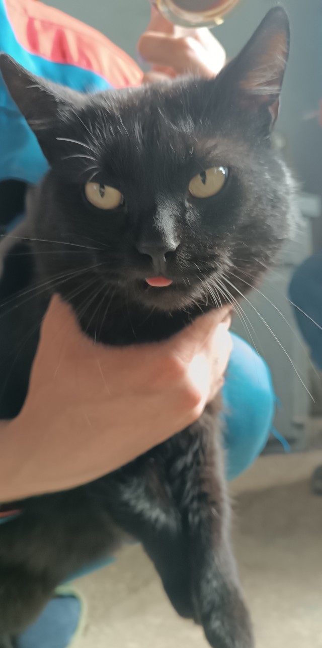 Котовторник 09.04.24