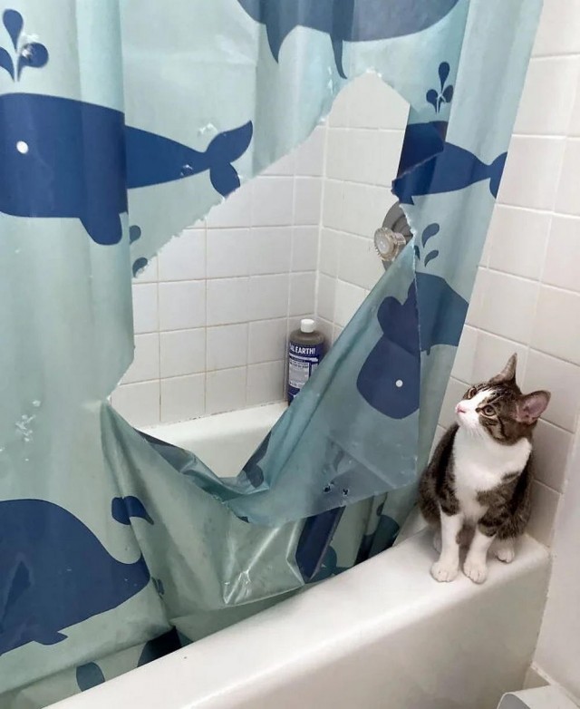 Котовторник в картинках