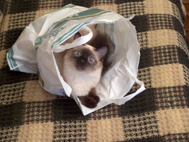 Нужна помощь по котейке!