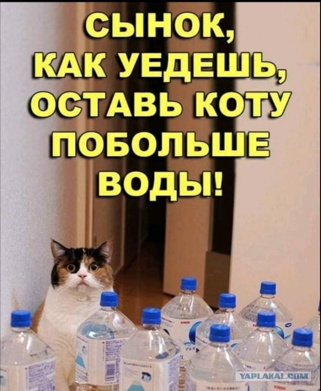 Кошка: "Это были лучшие несколько дней в моей жизни"
