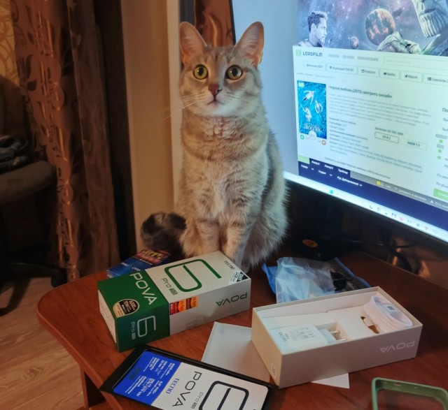 Котовторник 05/11/2024