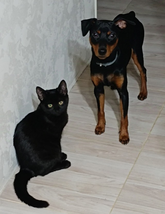 Котовторник 05/11/2024