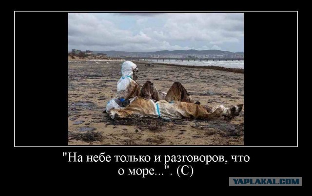 Вся боль последних дней в одном фото.
