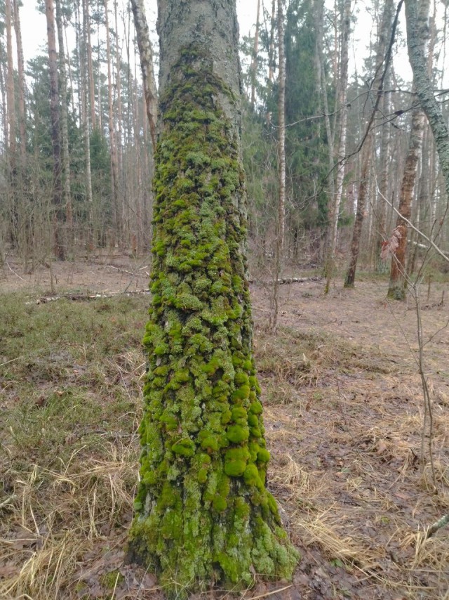 Литературная беседка