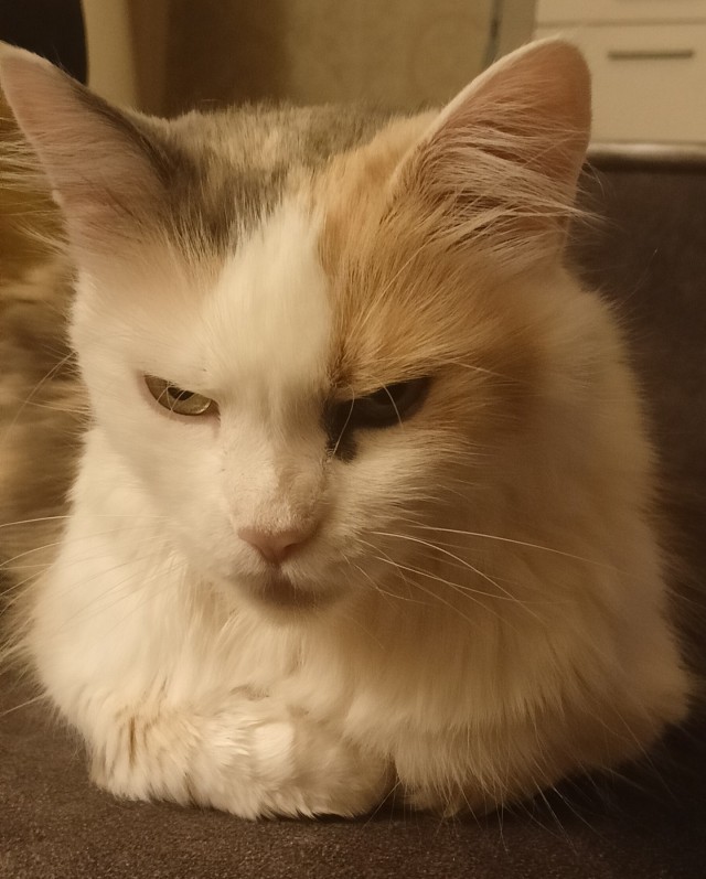 Котовторник