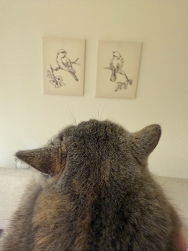 Моя жена не умеет фоткать кота