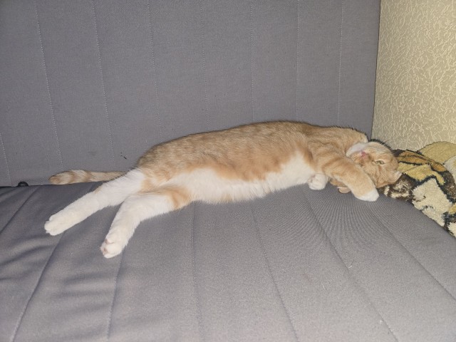 Котовторник скоро.