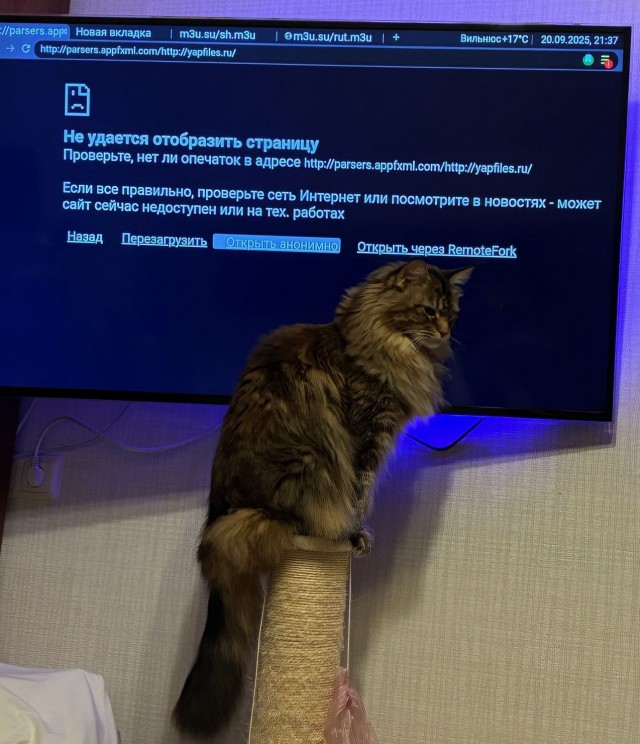 Котовторник.Наши модели