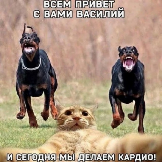Так себе картинки 14.11.25