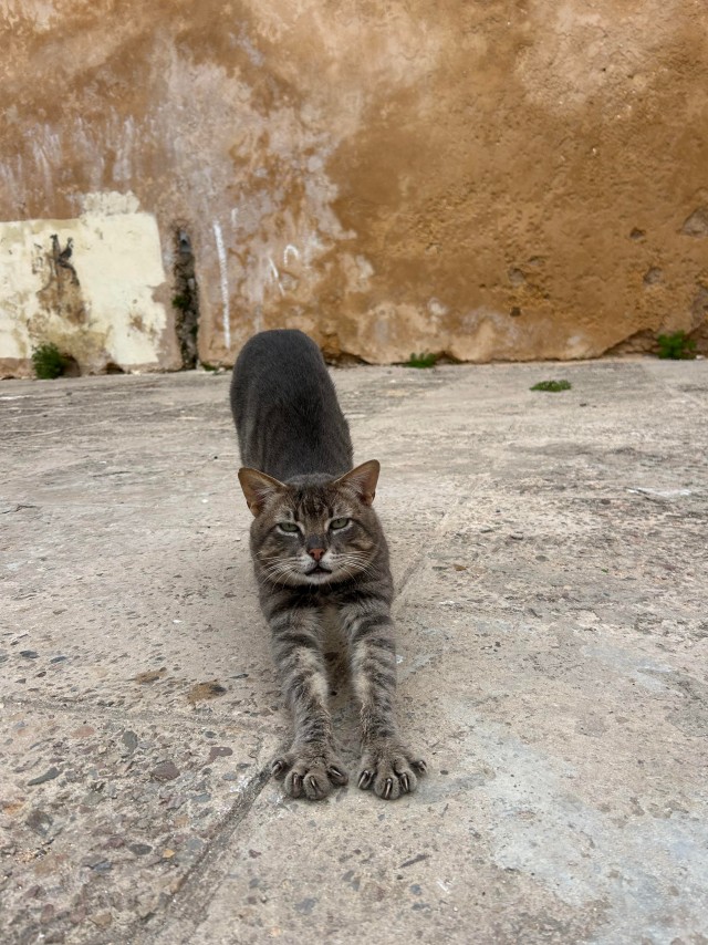 Уличные кошки Марокко