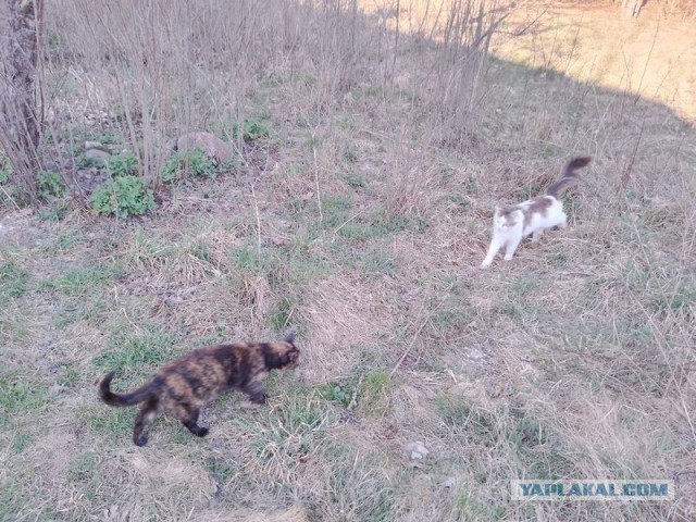 Жизнь домашнего приюта для котеек 576