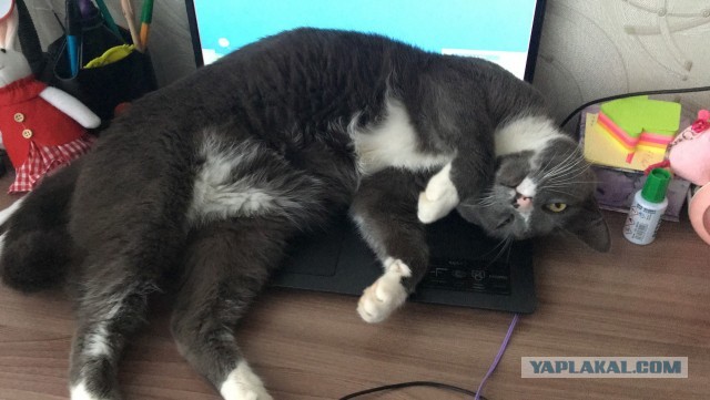 Просто одно котэ
