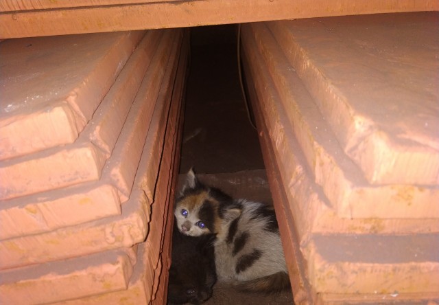 Котовторник. Цеховые