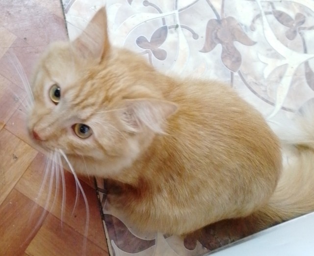 Котовторник